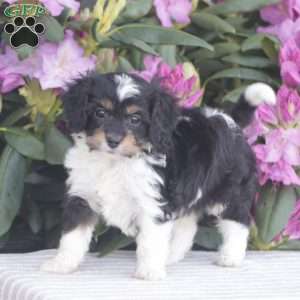 Pixie, Cavapoo Puppy
